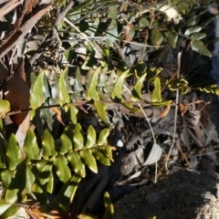 Pellaea calidirupium (Hot Rock Fern) at Calwell, ACT - 18 Oct 2019 by owenh