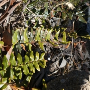 Pellaea calidirupium at Calwell, ACT - 18 Oct 2019 10:19 AM