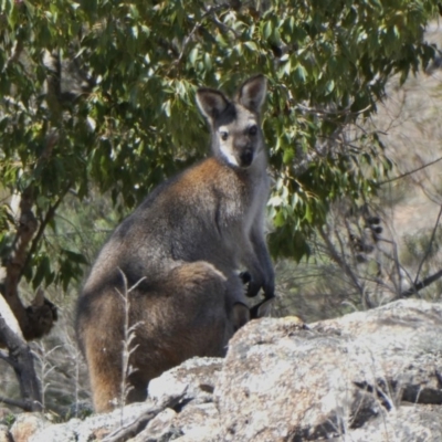 Notamacropus rufogriseus (Red-necked Wallaby) at Theodore, ACT - 17 Oct 2019 by Owen
