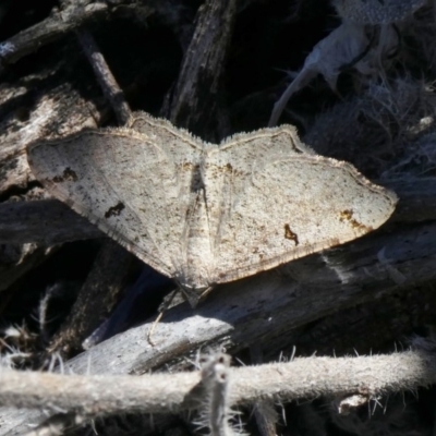 Dissomorphia australiaria (Dashed Geometrid, Ennominae) at Theodore, ACT - 18 Oct 2019 by owenh