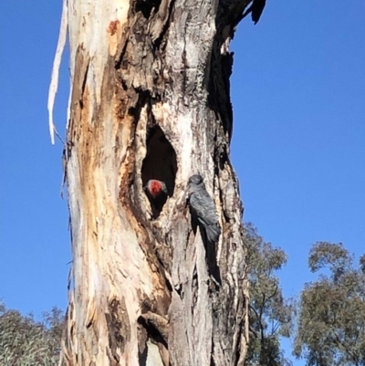 Callocephalon fimbriatum (Gang-gang Cockatoo) at Hughes Garran Woodland - 17 Oct 2019 by ruthkerruish