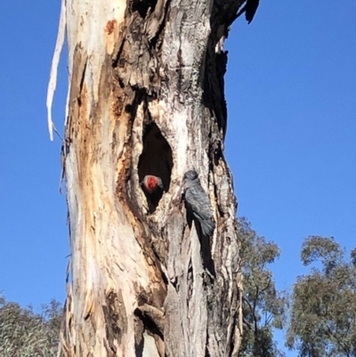 Callocephalon fimbriatum (Gang-gang Cockatoo) at Garran, ACT - 18 Oct 2019 by ruthkerruish