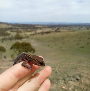 Diplodactylus vittatus at Sutton, NSW - 14 Oct 2019