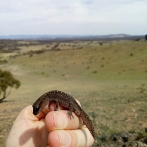 Diplodactylus vittatus at Sutton, NSW - 14 Oct 2019