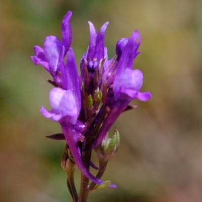 Linaria pelisseriana (Pelisser's Toadflax) at Woodstock Nature Reserve - 18 Oct 2019 by Kurt