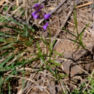 Linaria pelisseriana at Dunlop, ACT - 18 Oct 2019