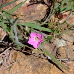 Convolvulus angustissimus subsp. angustissimus at Dunlop, ACT - 18 Oct 2019