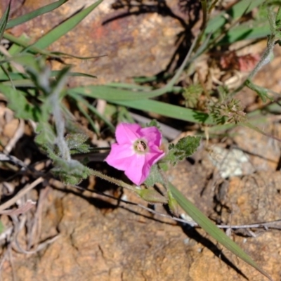 Convolvulus angustissimus subsp. angustissimus (Australian Bindweed) at Woodstock Nature Reserve - 18 Oct 2019 by Kurt