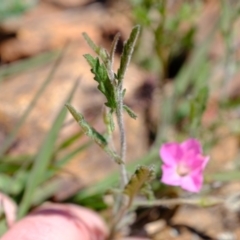 Convolvulus angustissimus subsp. angustissimus at Dunlop, ACT - 18 Oct 2019 02:12 PM