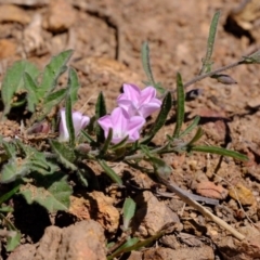 Convolvulus angustissimus subsp. angustissimus at Dunlop, ACT - 18 Oct 2019