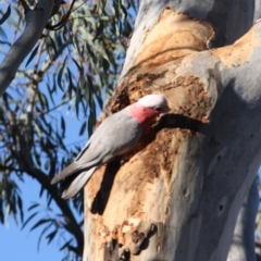 Eolophus roseicapilla (Galah) at Red Hill to Yarralumla Creek - 18 Oct 2019 by LisaH