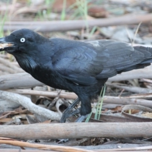 Corvus coronoides at Hughes, ACT - 18 Oct 2019