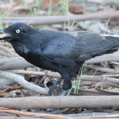 Corvus coronoides (Australian Raven) at Hughes, ACT - 17 Oct 2019 by LisaH