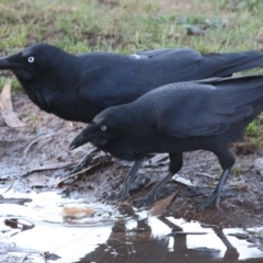 Corvus coronoides at Hughes, ACT - 18 Oct 2019