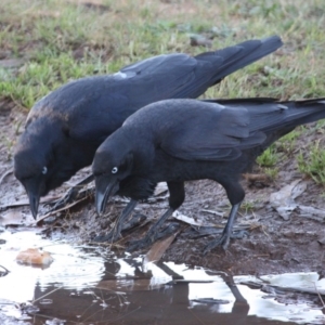 Corvus coronoides at Hughes, ACT - 18 Oct 2019