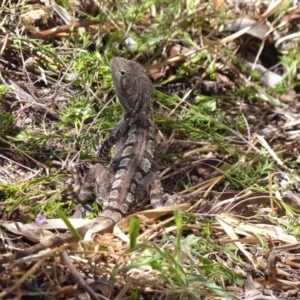 Amphibolurus muricatus at Black Range, NSW - 18 Oct 2019