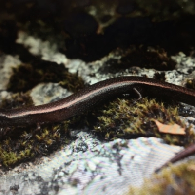 Anepischetosia maccoyi (MacCoy's Skink) at Namadgi National Park - 18 Oct 2019 by BrianHerps