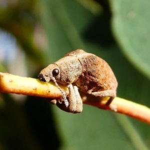 Gonipterus sp. (genus) at Kambah, ACT - 18 Oct 2019