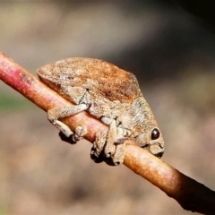 Gonipterus sp. (genus) at Kambah, ACT - 18 Oct 2019