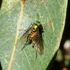 Austrosciapus sp. (genus) (Long-legged fly) at Kambah, ACT - 18 Oct 2019 by HarveyPerkins