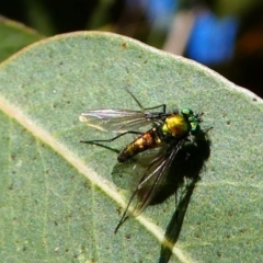 Austrosciapus sp. (genus) at Kambah, ACT - 18 Oct 2019