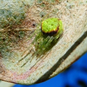 Araneus circulissparsus (species group) at Kambah, ACT - 18 Oct 2019