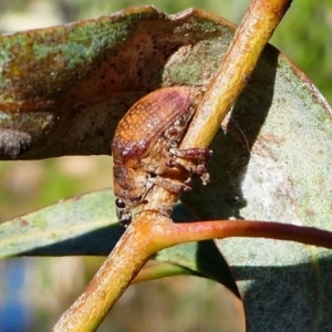 Gonipterus sp. (genus) at Kambah, ACT - 18 Oct 2019