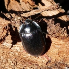 Pterohelaeus striatopunctatus (Darkling beetle) at Kambah, ACT - 18 Oct 2019 by HarveyPerkins