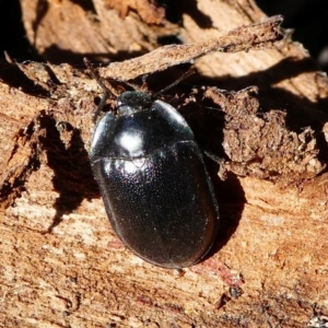 Pterohelaeus striatopunctatus at Kambah, ACT - 18 Oct 2019 04:33 PM