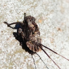 Platybrachys sp. (genus) (A gum hopper) at Kambah, ACT - 18 Oct 2019 by HarveyPerkins