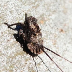 Platybrachys sp. (genus) at Kambah, ACT - 18 Oct 2019 04:37 PM