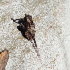 Platybrachys sp. (genus) at Kambah, ACT - 18 Oct 2019 04:37 PM