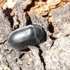 Pterohelaeus striatopunctatus (Darkling beetle) at Kambah, ACT - 18 Oct 2019 by HarveyPerkins