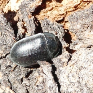 Pterohelaeus striatopunctatus at Kambah, ACT - 18 Oct 2019