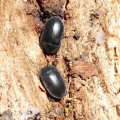 Pterohelaeus striatopunctatus at Kambah, ACT - 18 Oct 2019