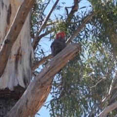 Callocephalon fimbriatum (Gang-gang Cockatoo) at Red Hill to Yarralumla Creek - 16 Oct 2019 by JackyF