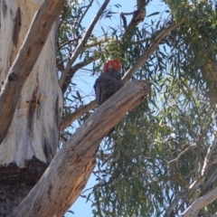 Callocephalon fimbriatum (Gang-gang Cockatoo) at Hughes, ACT - 16 Oct 2019 by JackyF