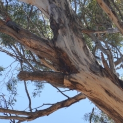 Callocephalon fimbriatum at Hughes, ACT - 16 Oct 2019