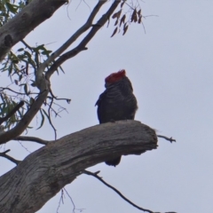 Callocephalon fimbriatum at Hughes, ACT - 16 Oct 2019