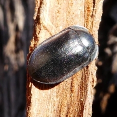 Pterohelaeus striatopunctatus (Darkling beetle) at Kambah, ACT - 18 Oct 2019 by HarveyPerkins