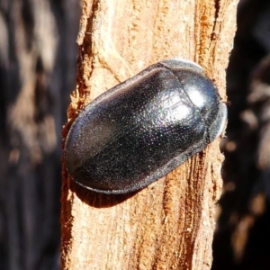 Pterohelaeus striatopunctatus at Kambah, ACT - 18 Oct 2019 04:45 PM