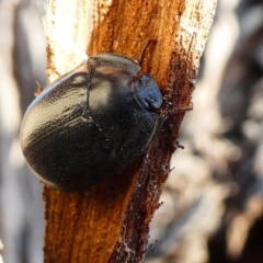 Pterohelaeus striatopunctatus at Kambah, ACT - 18 Oct 2019 04:45 PM