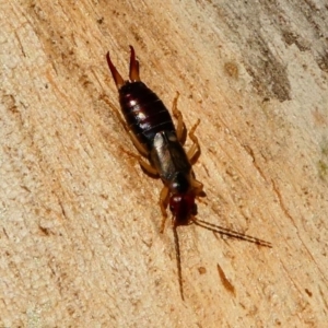 Forficula auricularia at Kambah, ACT - 18 Oct 2019 04:45 PM