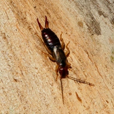 Forficula auricularia (European Earwig) at Kambah, ACT - 18 Oct 2019 by HarveyPerkins