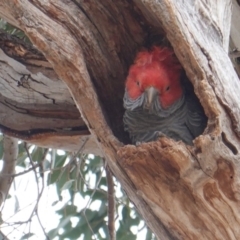 Callocephalon fimbriatum (Gang-gang Cockatoo) at Hughes, ACT - 16 Oct 2019 by JackyF