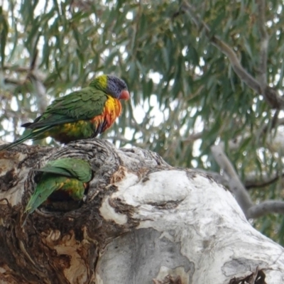 Trichoglossus moluccanus (Rainbow Lorikeet) at Hughes, ACT - 16 Oct 2019 by JackyF