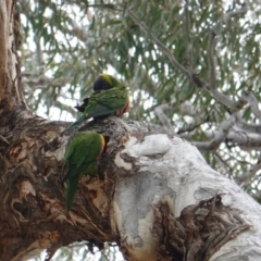 Trichoglossus moluccanus at Hughes, ACT - 16 Oct 2019