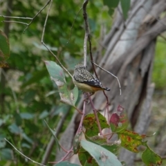 Pardalotus punctatus (Spotted Pardalote) at Red Hill Nature Reserve - 16 Oct 2019 by JackyF