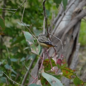 Pardalotus punctatus at Deakin, ACT - 16 Oct 2019