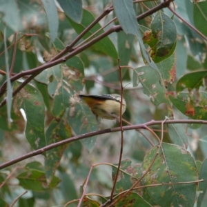 Pardalotus punctatus at Deakin, ACT - 16 Oct 2019